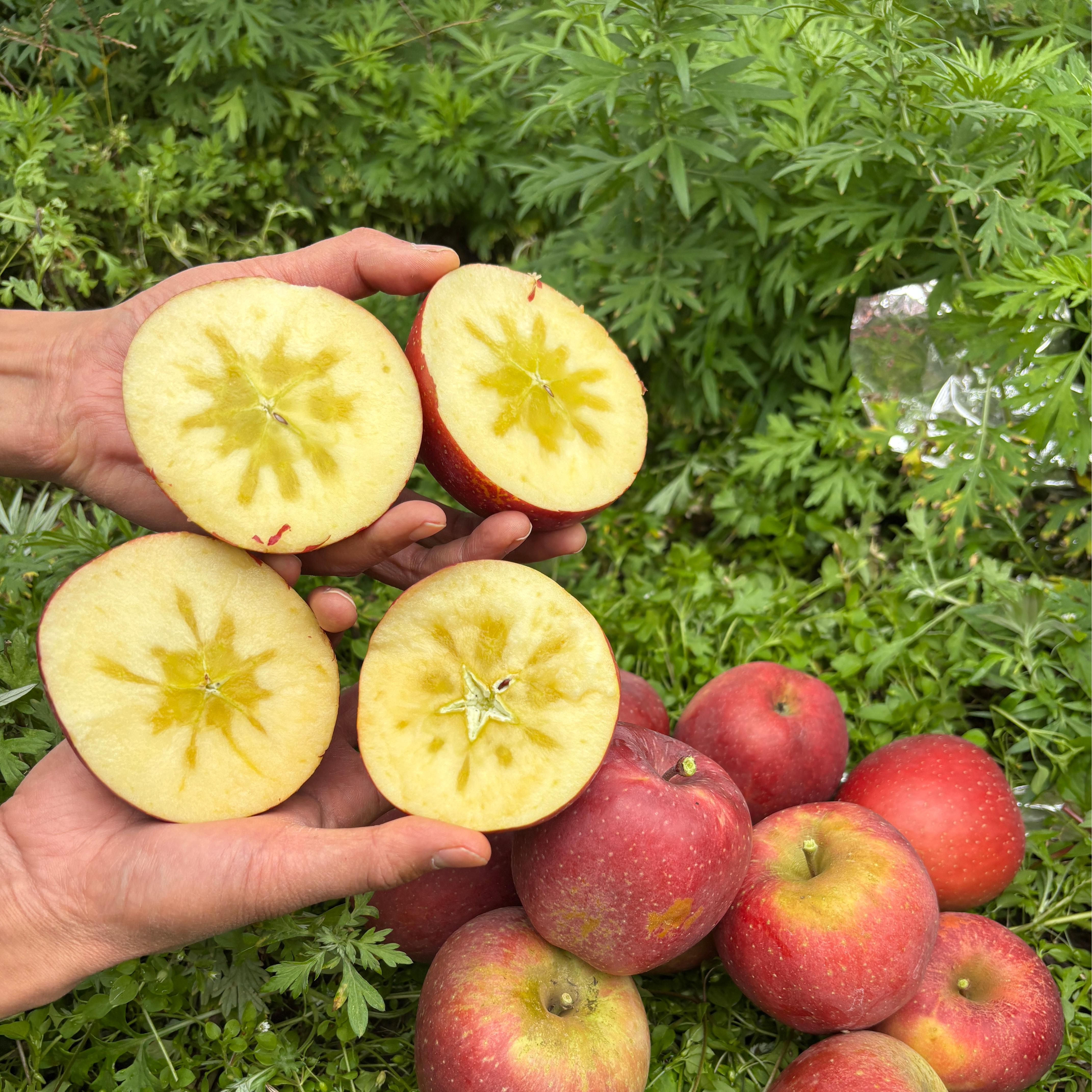 【自营】云南高山丑苹果9斤装大果