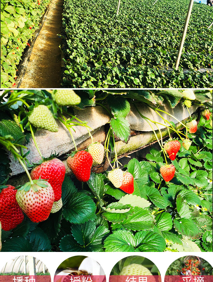 草莓详图_08.jpg