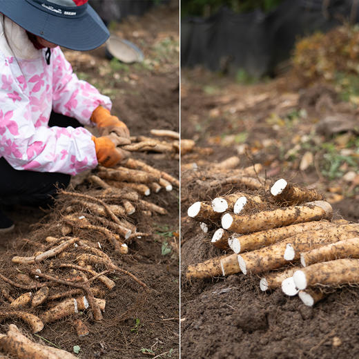 有机山药新鲜现挖顺丰包邮产地直发糯山药非焦作铁棍山药 5斤箱装 商品图1