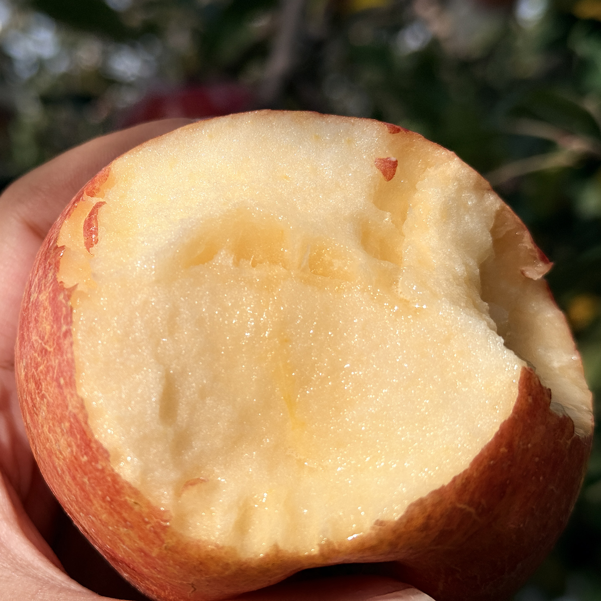 西岳甜心红富士，酥脆爽口，一口爆汁，源自华山脚下，自然生长有几率出现冰糖心，果香也十分浓郁哦~