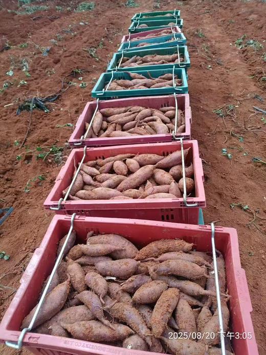 【红薯不甜包退】鸣门金时地瓜红薯 真蜜数 连皮都好吃  金黄色果肉 软糯细腻如板栗口感 以经过糖化 口感更佳 顺丰发货 商品图4