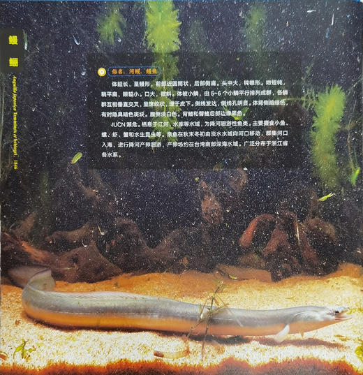 浙江省鱼类原色图集（下册） 商品图3