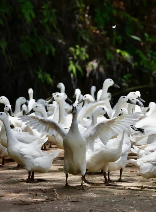 【风味人间】一啊鸭 双黑土鸭 生态慢养180天老鸭 不柴不腥不腻 顺丰冷链发货 商品图9