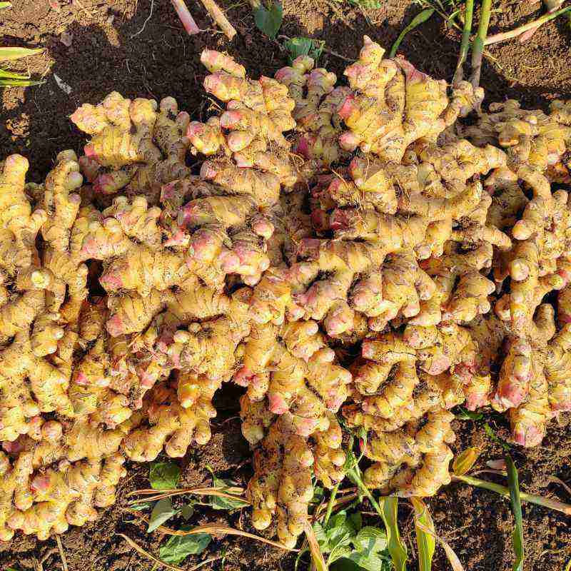 安顺贵安【农家小黄姜二黄姜】25年应季新品姜味浓郁生态种植健康无污染净重1斤装