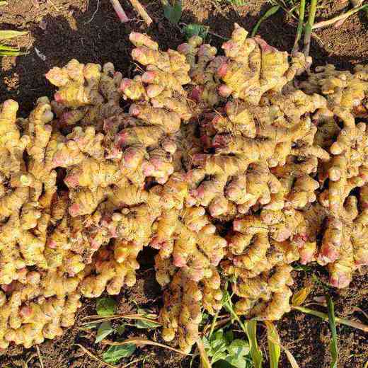 安顺贵安【农家小黄姜二黄姜】25年应季新品姜味浓郁生态种植健康无污染净重1斤装 商品图0