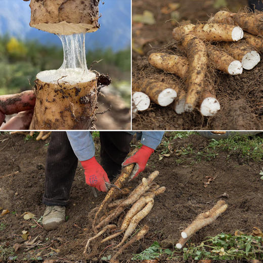 有机山药新鲜现挖顺丰包邮产地直发糯山药非焦作铁棍山药 5斤箱装 商品图4