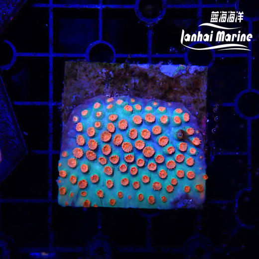 人工红豆丁 商品图5