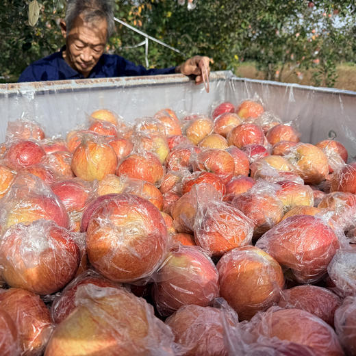 西岳甜心红富士，酥脆爽口，一口爆汁，源自华山脚下，自然生长有几率出现冰糖心，果香也十分浓郁哦~ 商品图7