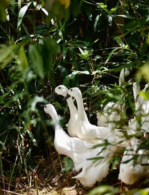 【风味人间】一啊鸭 双黑土鸭 生态慢养180天老鸭 不柴不腥不腻 顺丰冷链发货 商品图10