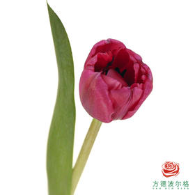 【重瓣郁金香】 可露丽 10枝一扎