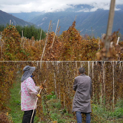 有机山药新鲜现挖顺丰包邮产地直发糯山药非焦作铁棍山药 5斤箱装 商品图3