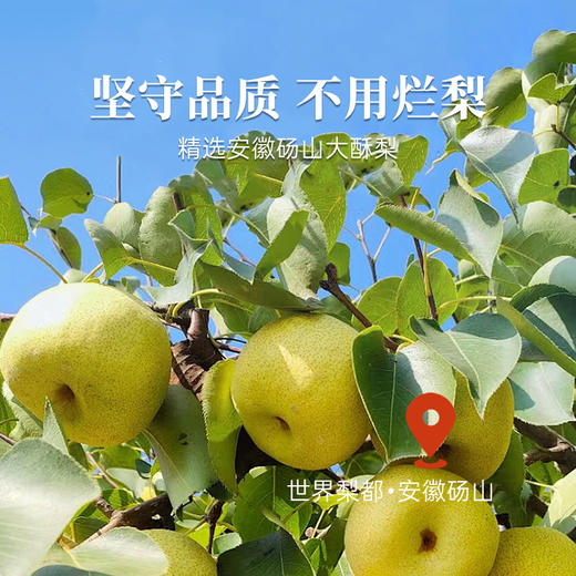 香港宝芝林 枇杷金桔秋梨膏300g/盒  蒸梨十碗🍐不如梨膏一勺 商品图4