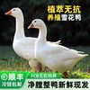宏鸭无抗雪花鸭，保留了鸭肉本身的鲜香，腥味更淡，无论是煎、烤、炖、炒，都能凸显原汁原味 商品缩略图0