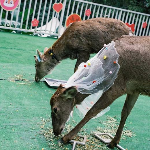 【周六日】白云山·小小保育员亲子半日活动  | 探秘小鹿之家，"小小保育员"体验！ 商品图2