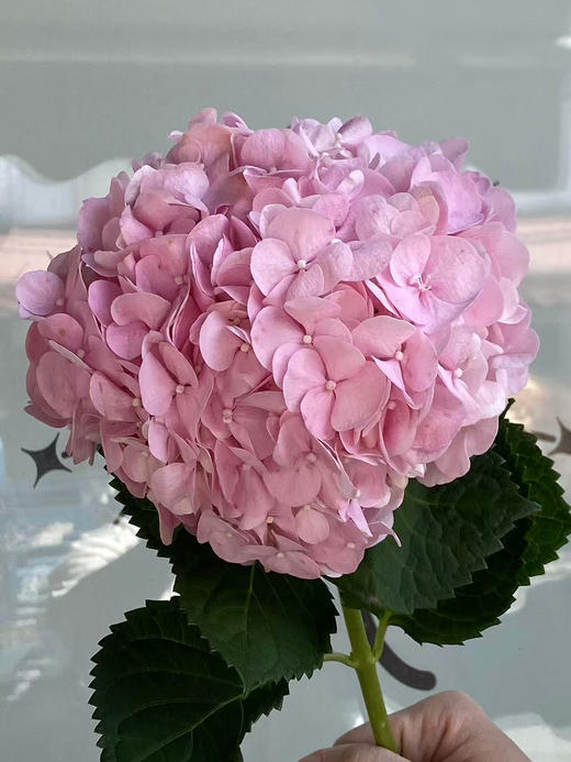 迪瑞特绣球-【米朵】 商品图1