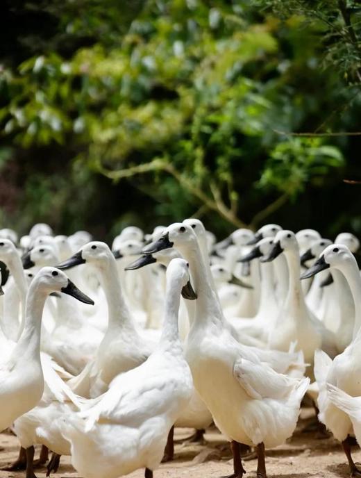 【风味人间】一啊鸭 双黑土鸭 生态慢养180天老鸭 不柴不腥不腻 顺丰冷链发货 商品图11