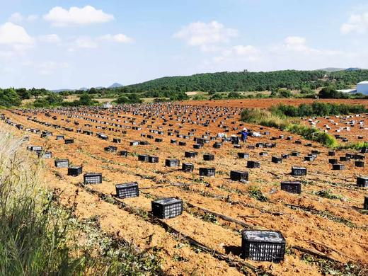 源自日本【黄金蜜薯】 浓浓板栗香 香甜软糯 超好吃！ 商品图2