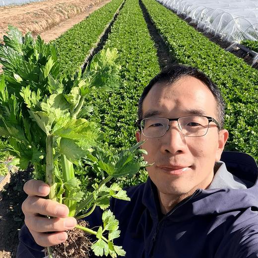北京本地新鲜现摘水果芹菜 高端品种 脆嫩清甜 无丝无渣 可生吃榨汁 沙拉 商品图1