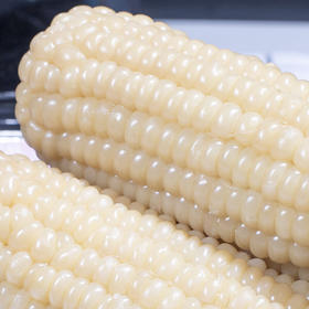 农福翁2025东北白甜糯玉米 10支/箱 单支240-260g