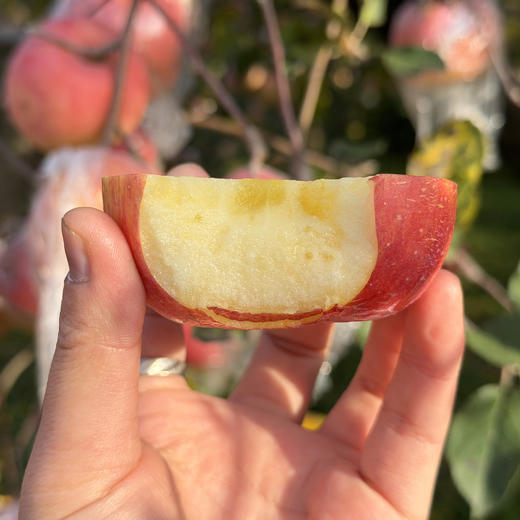 西岳甜心红富士，酥脆爽口，一口爆汁，源自华山脚下，自然生长有几率出现冰糖心，果香也十分浓郁哦~ 商品图2