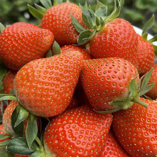 【顺丰发货❗️头茬新鲜奶油草莓】淡淡奶香，爆甜多汁，颗颗饱满！山东当季水果早期草莓产地直发 非丹东99草莓 商品图3