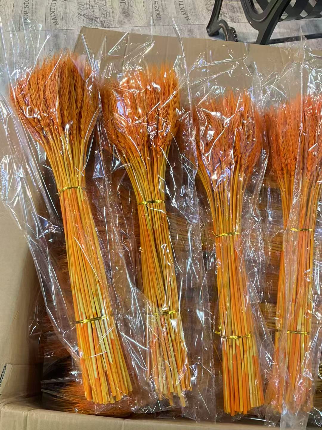 超级大穗麦穗(100支)