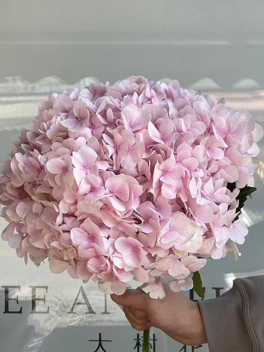 迪瑞特绣球-【美玉】 商品图1