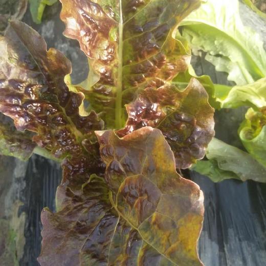 烤肉蔬菜组合200g 고기용쌈채소모둠200g 商品图4