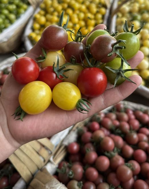 【顺丰包邮】来自攀枝花的生态多彩小番茄，高山生态种植，皮薄多汁😋基地直邮 商品图0
