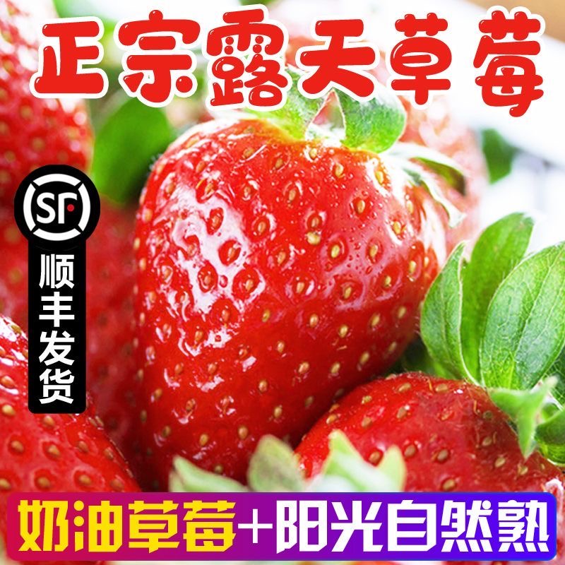 【顺丰发货❗️头茬新鲜奶油草莓】淡淡奶香，爆甜多汁，颗颗饱满！山东当季水果早期草莓产地直发 非丹东99草莓