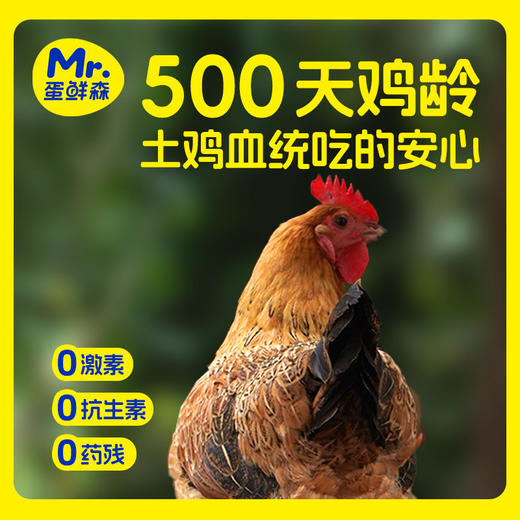 蛋鲜森 无抗500天黄油老母鸡1350g±100g/只 商品图2