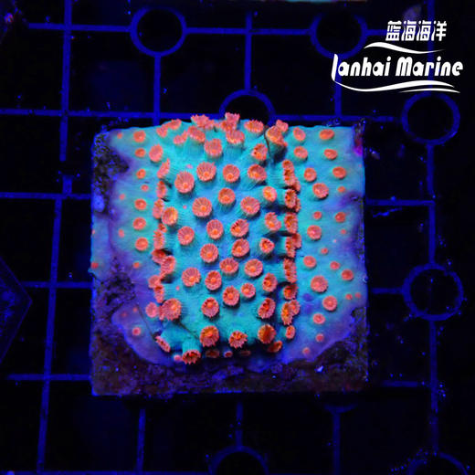 人工红豆丁 商品图4