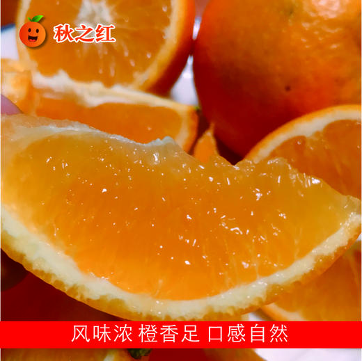 秋之红有机脐橙  有机种植风味浓橙香足当季新鲜水果【顺丰/京东快递】 商品图0