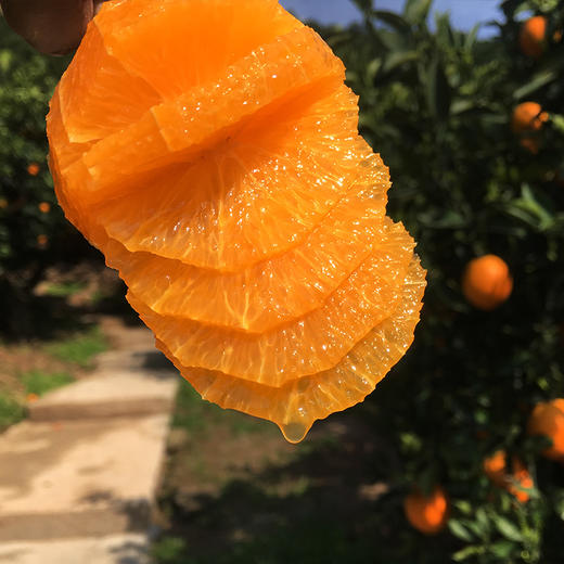 秭归 劲逮逮 九月红脐橙 商品图4