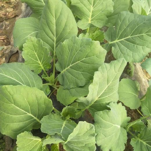 烤肉蔬菜组合200g 고기용쌈채소모둠200g 商品图2