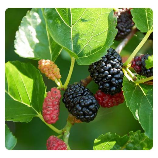 桑葚干新疆免洗无沙黑桑葚干桑椹子头茬大果 手工选择 直接嚼着吃 商品图5