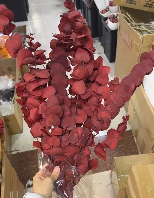 永生花材 | 尤加利红色 商品图0