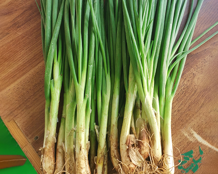【叼鲜蔬】云南新鲜青葱/1份（约200g）
