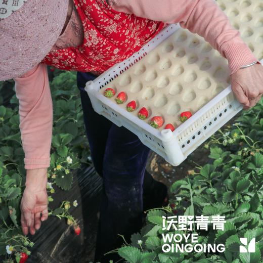 【预售】沃野青青香草莓 有机草莓 果肉紧实 口感香甜 果香四溢 唇齿留香 商品图8