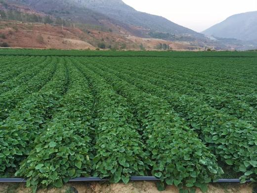 源自日本【黄金蜜薯】 浓浓板栗香 香甜软糯 超好吃！ 商品图3