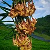 安顺贵安【农家小黄姜二黄姜】25年应季新品姜味浓郁生态种植健康无污染净重1斤装 商品缩略图1