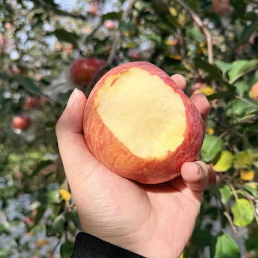 西岳甜心红富士，酥脆爽口，一口爆汁，源自华山脚下，自然生长有几率出现冰糖心，果香也十分浓郁哦~ 商品图4