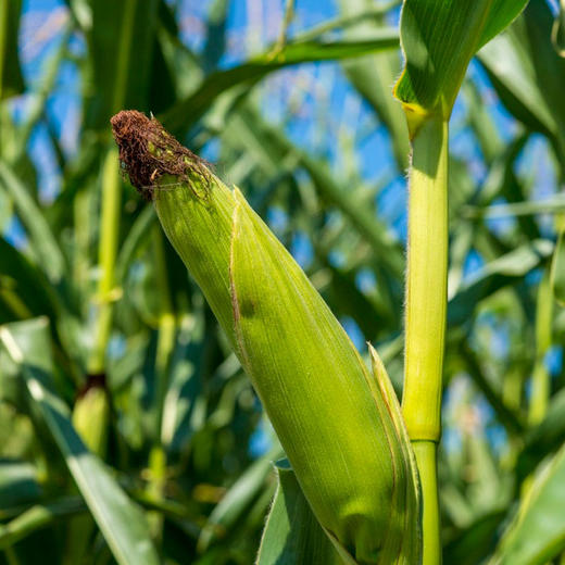 农福翁2025东北白甜糯玉米 10支/箱 单支240-260g 商品图5