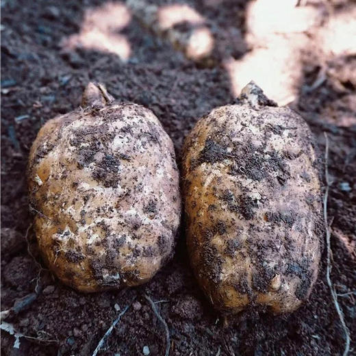 昭通小草坝乌天麻2斤（有机标准种植，267项农残0检出） 商品图2