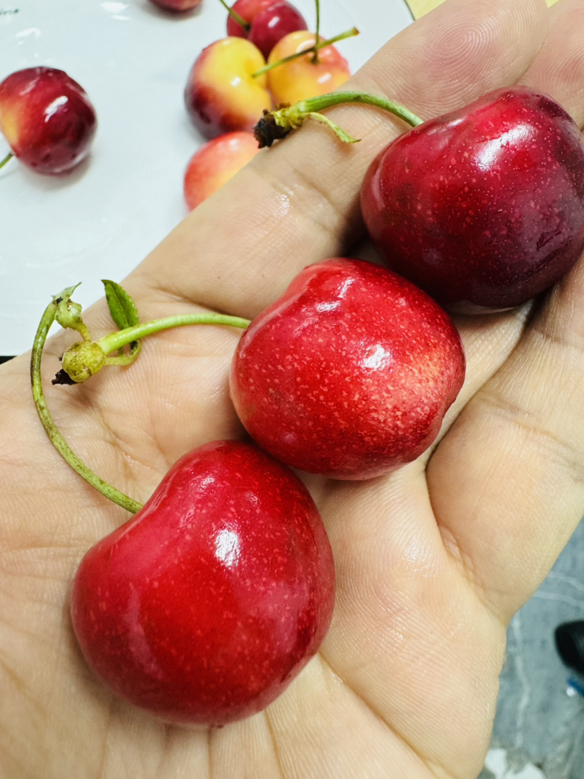 空运智利🇨🇱皇家雷尼尔黄车  甜斑小彩蛋，口感太甜😯黄车厘子口感很棒。