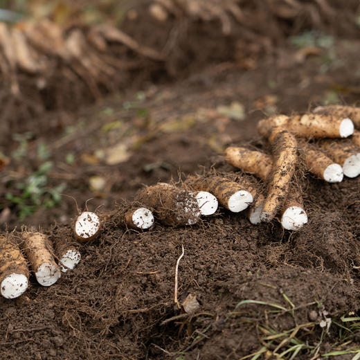 有机山药新鲜现挖顺丰包邮产地直发糯山药非焦作铁棍山药 5斤箱装 商品图2