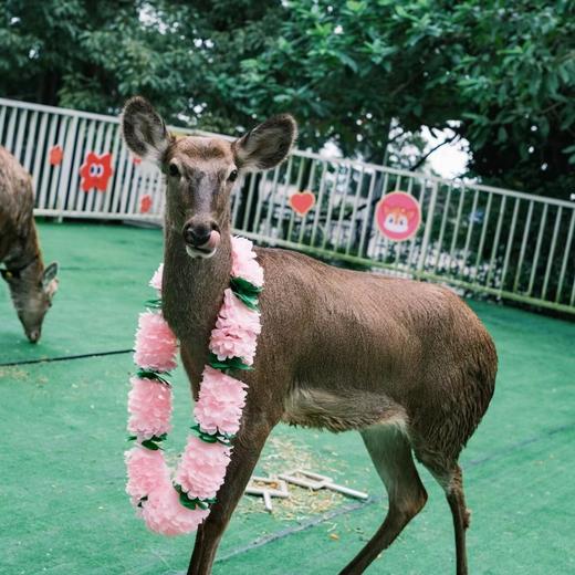 【周六日】白云山·小小保育员亲子半日活动  | 探秘小鹿之家，"小小保育员"体验！ 商品图1