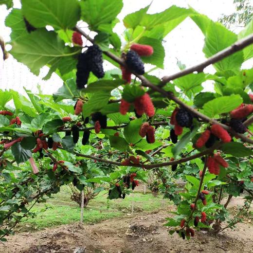 桑葚干新疆免洗无沙黑桑葚干桑椹子头茬大果 手工选择 直接嚼着吃 商品图3