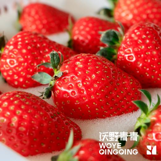 【预售】沃野青青香草莓 有机草莓 果肉紧实 口感香甜 果香四溢 唇齿留香 商品图5