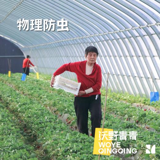 【预售】沃野青青香草莓 有机草莓 果肉紧实 口感香甜 果香四溢 唇齿留香 商品图9